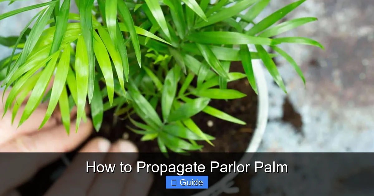 How to Propagate Parlor Palm