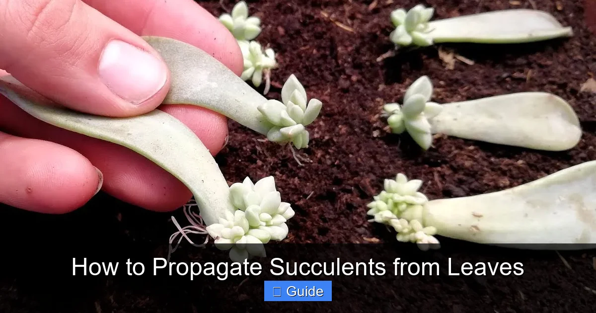 How to Propagate Succulents from Leaves