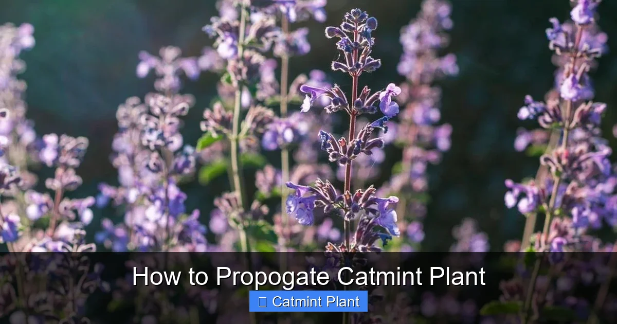 How to Propogate Catmint Plant