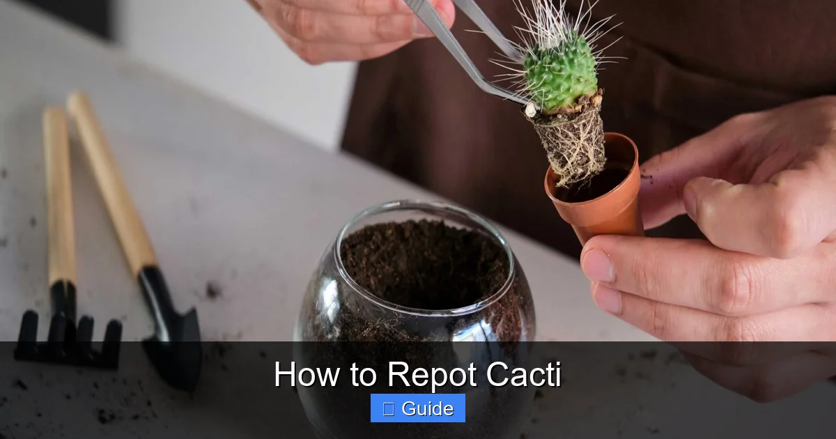 How to Repot Cacti
