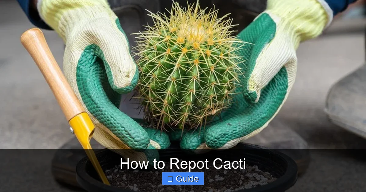 How to Repot Cacti