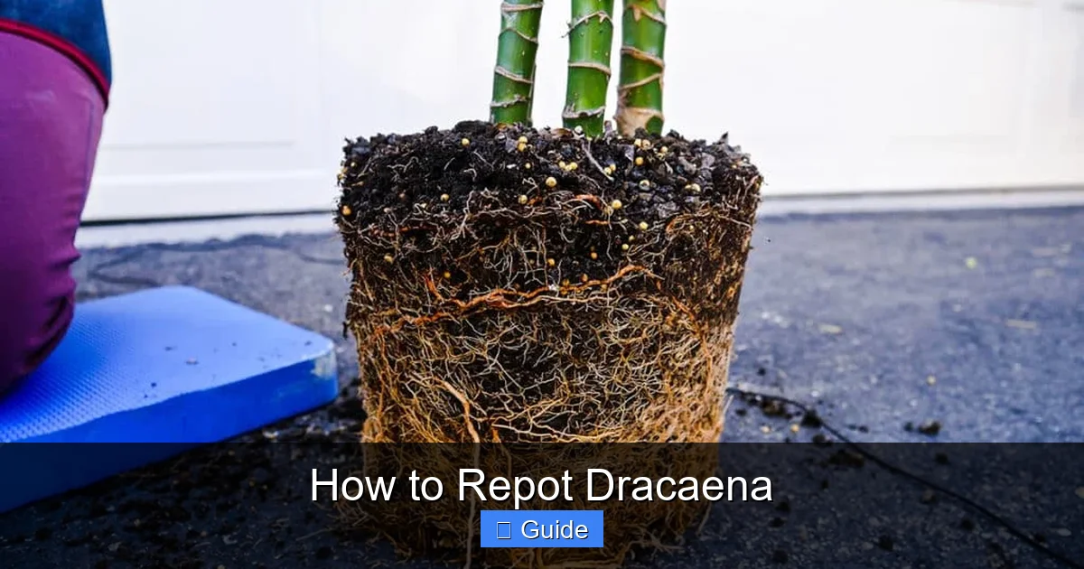 How to Repot Dracaena
