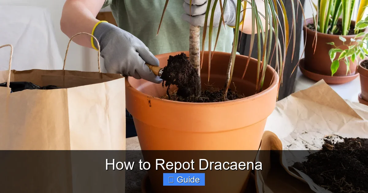 How to Repot Dracaena
