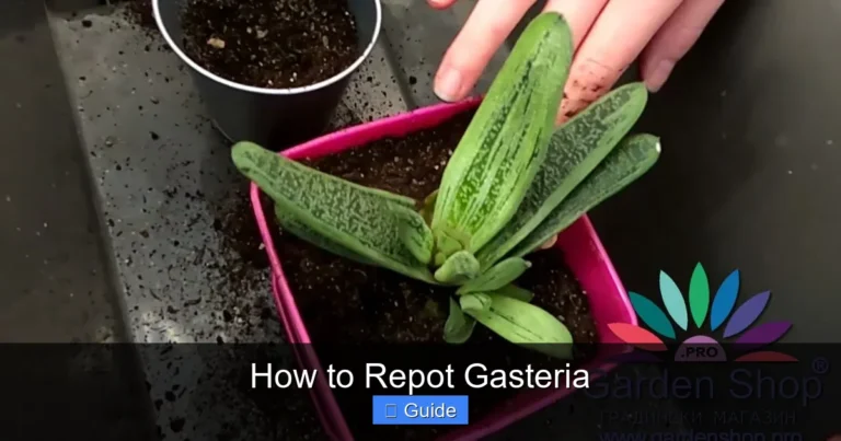 How to Repot Gasteria