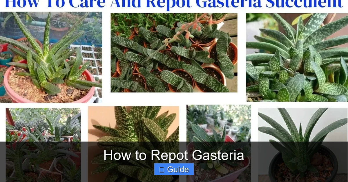 How to Repot Gasteria