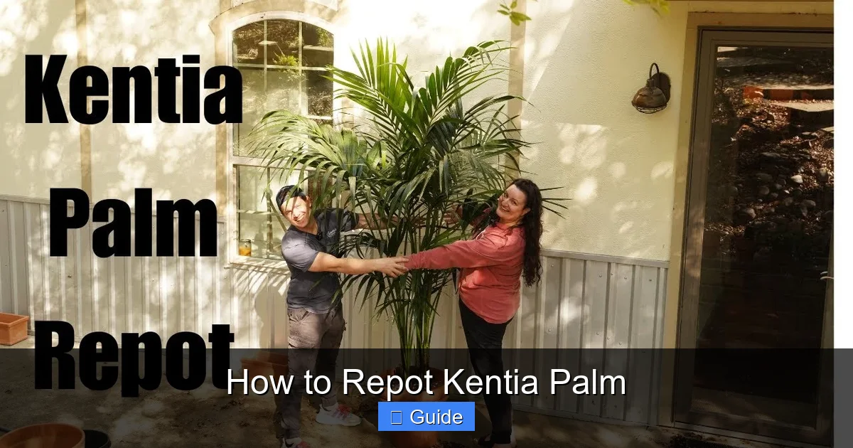 How to Repot Kentia Palm