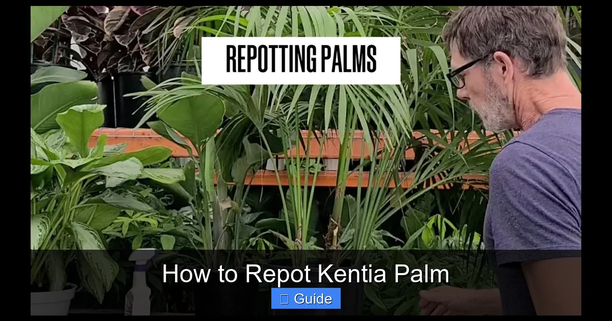 How to Repot Kentia Palm