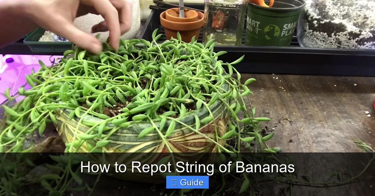 How to Repot String of Bananas