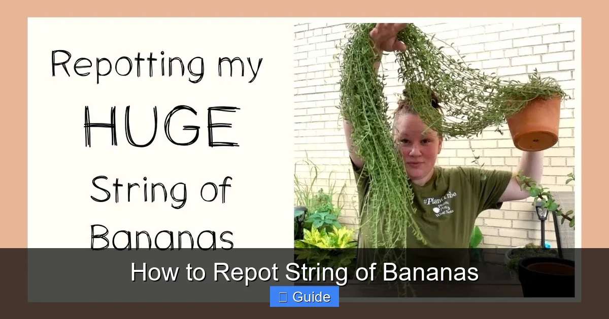 How to Repot String of Bananas