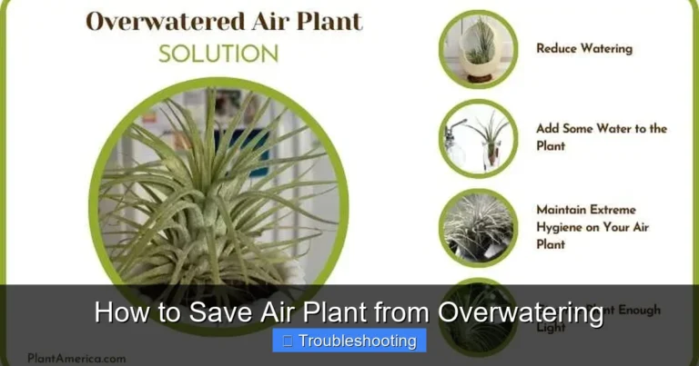 How to Save Air Plant from Overwatering