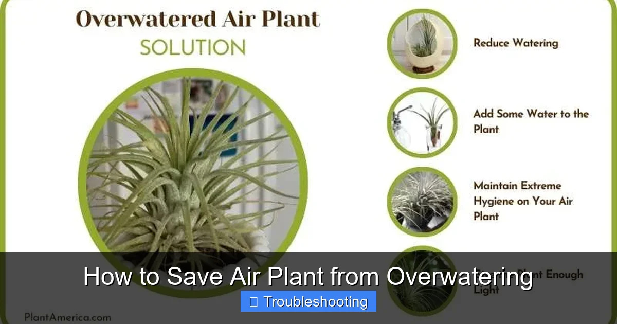 How to Save Air Plant from Overwatering