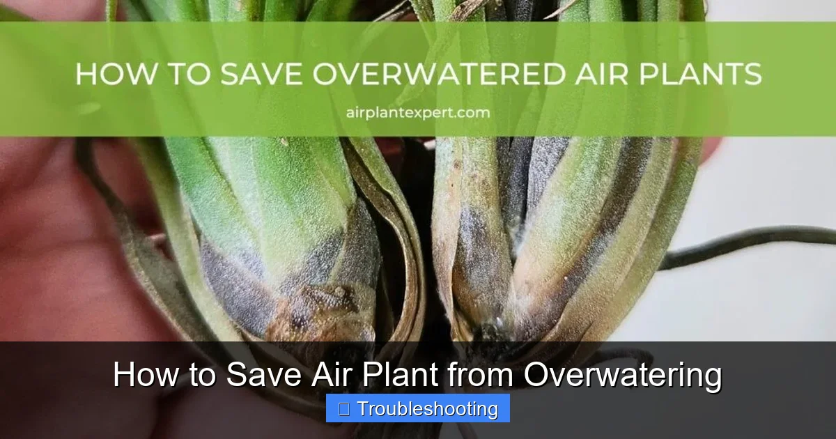 How to Save Air Plant from Overwatering