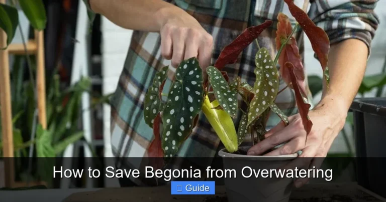 How to Save Begonia from Overwatering