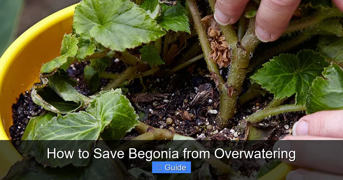 How to Save Begonia from Overwatering