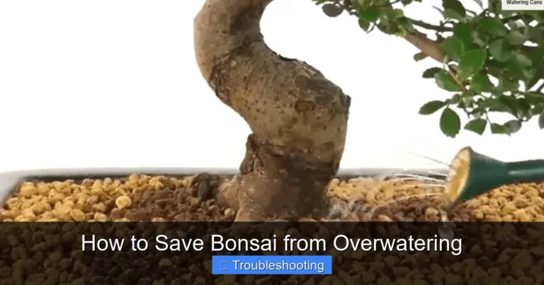 How to Save Bonsai from Overwatering