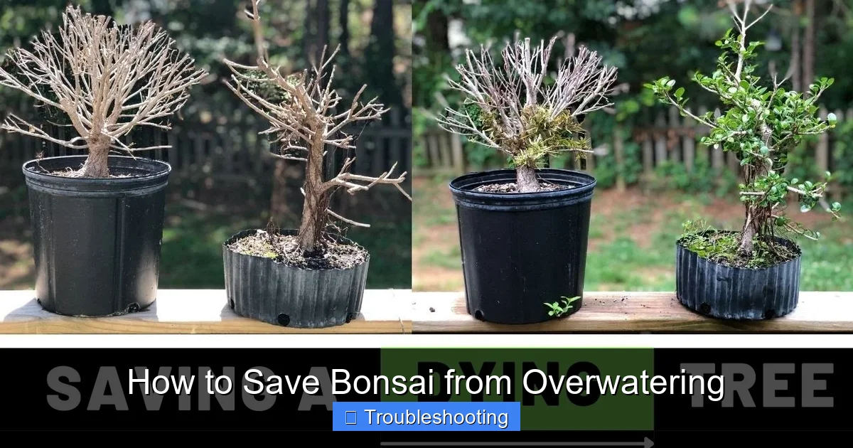 How to Save Bonsai from Overwatering