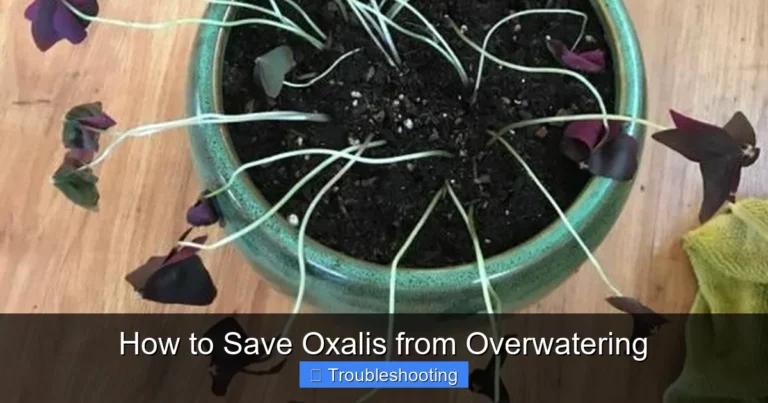 How to Save Oxalis from Overwatering