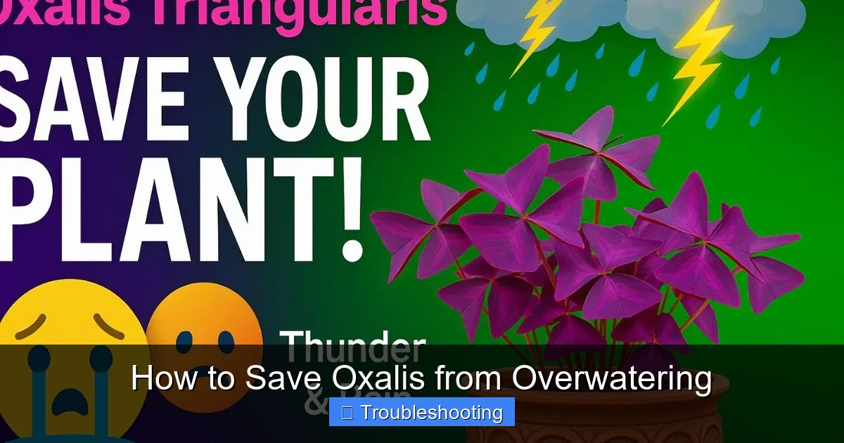 How to Save Oxalis from Overwatering