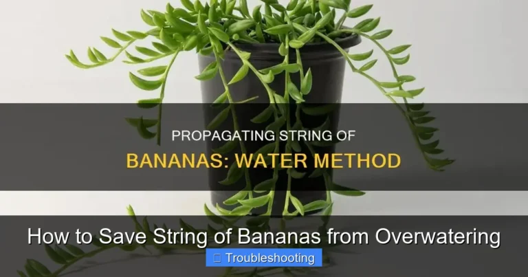 How to Save String of Bananas from Overwatering