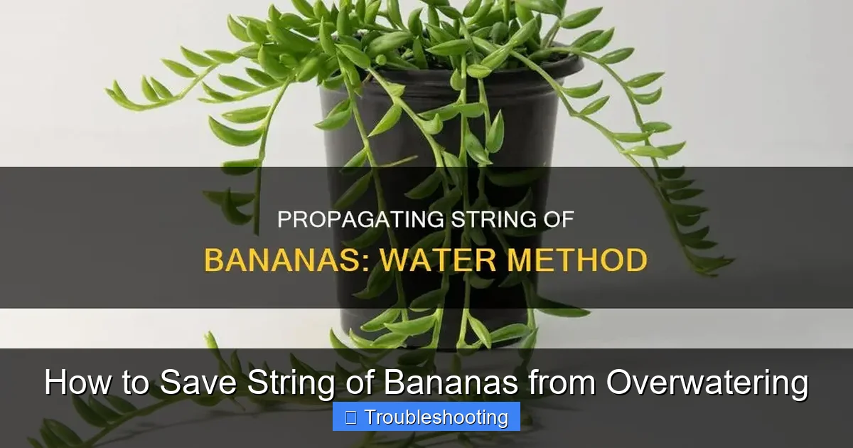 How to Save String of Bananas from Overwatering
