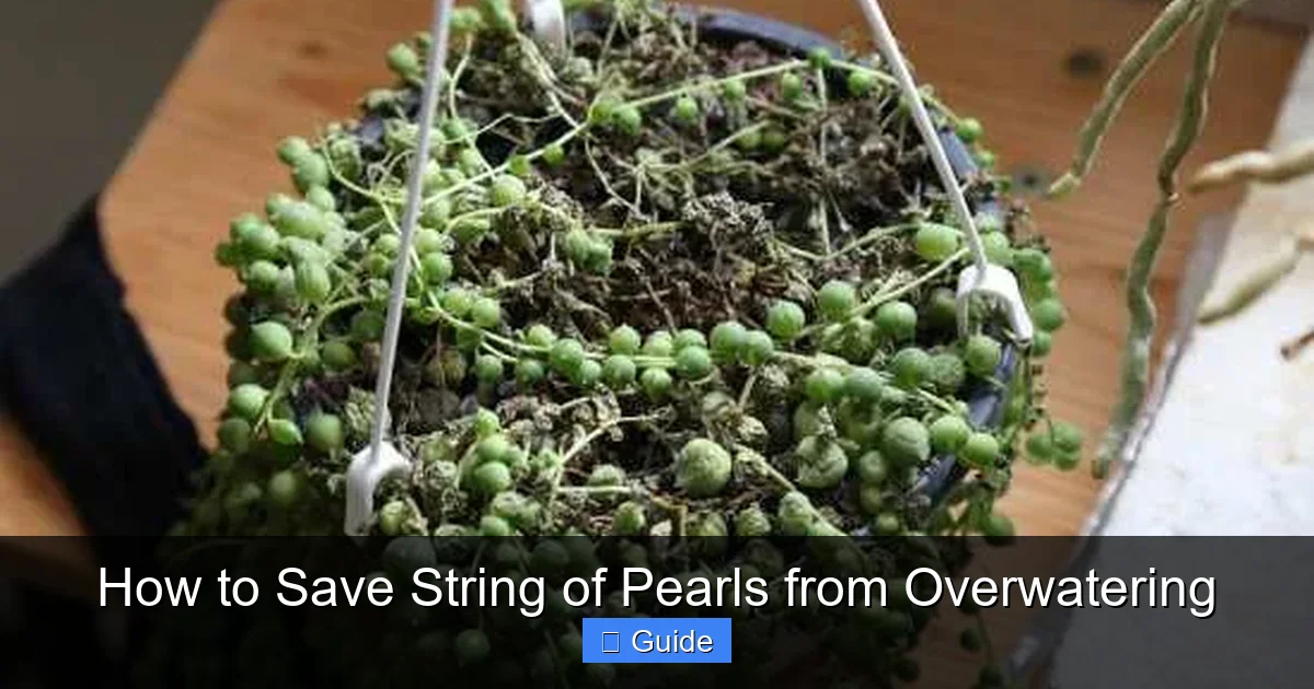 How to Save String of Pearls from Overwatering