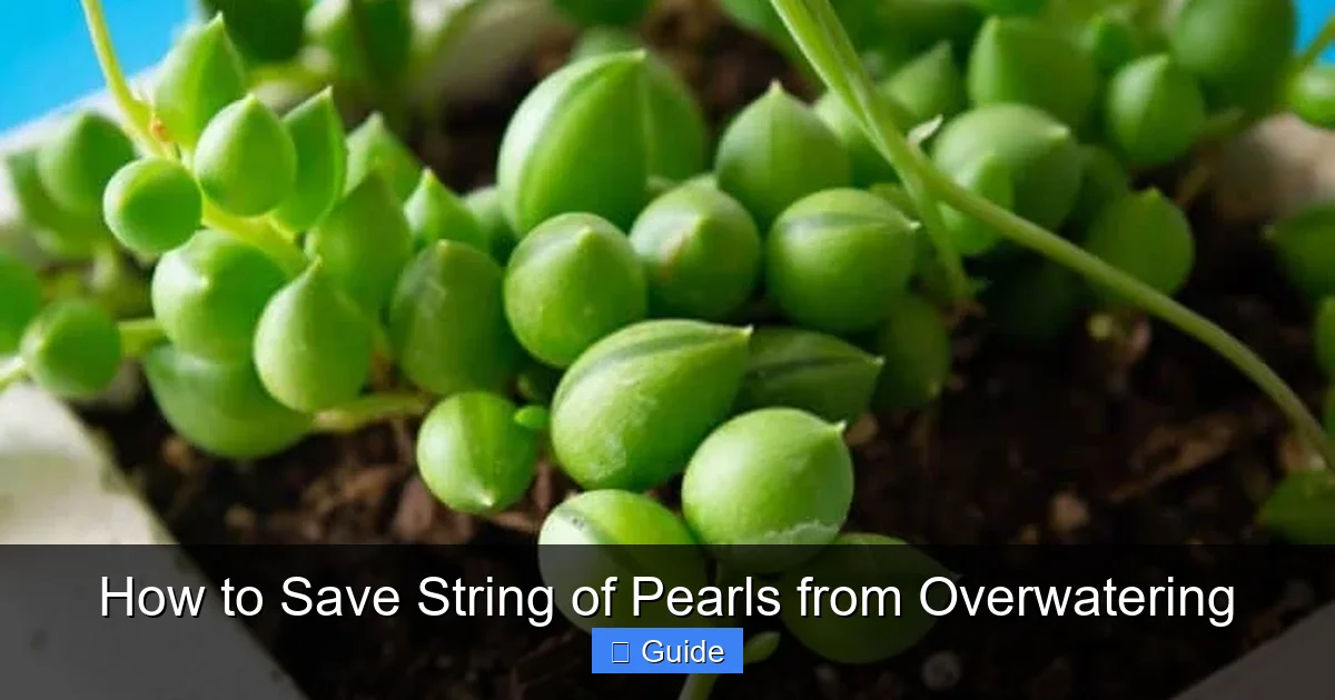 How to Save String of Pearls from Overwatering