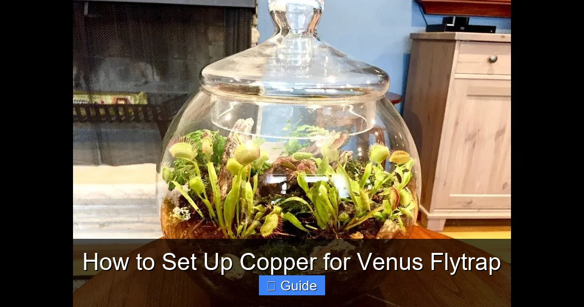 How to Set Up Copper for Venus Flytrap