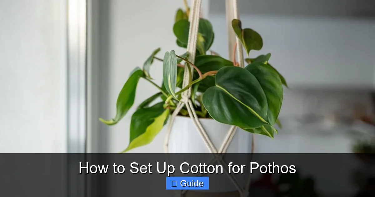 How to Set Up Cotton for Pothos