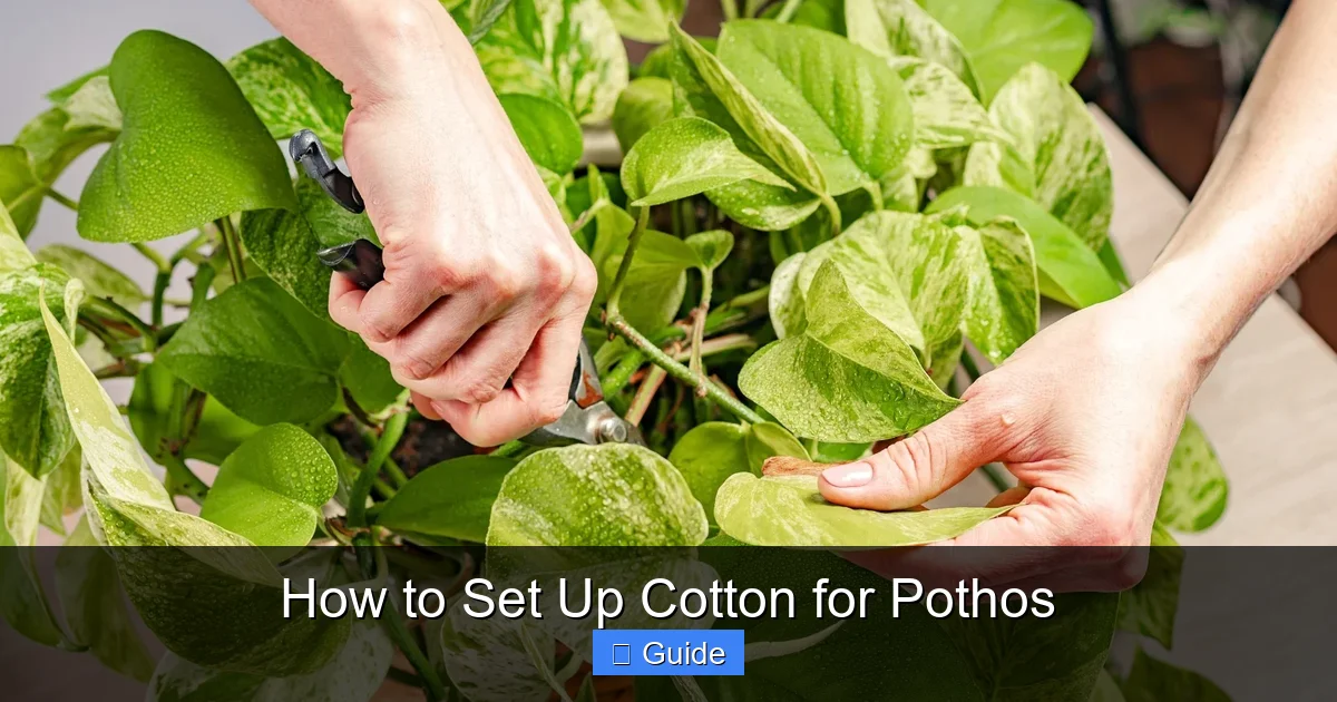 How to Set Up Cotton for Pothos