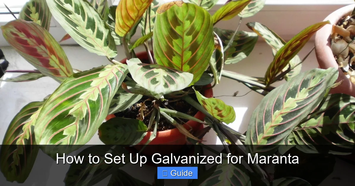 How to Set Up Galvanized for Maranta
