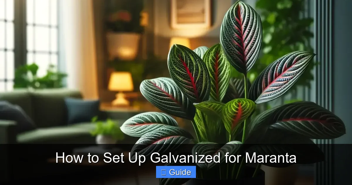 How to Set Up Galvanized for Maranta