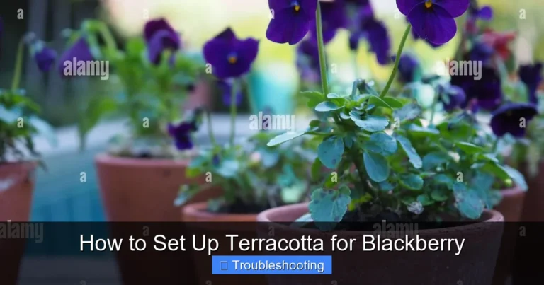 How to Set Up Terracotta for Blackberry