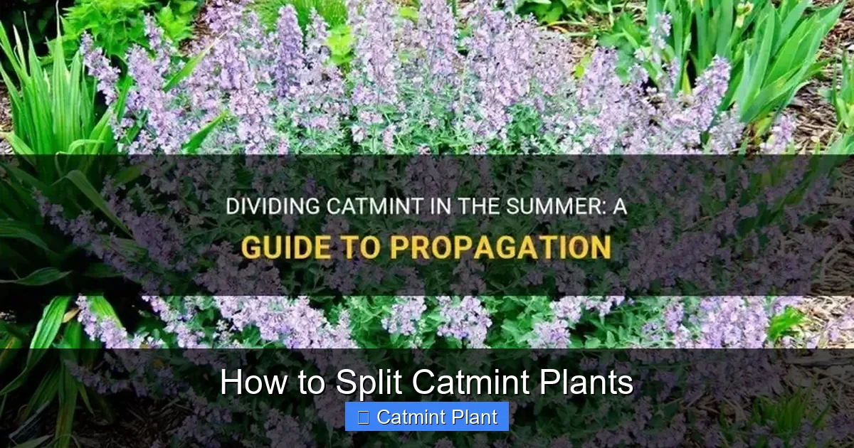 How to Split Catmint Plants