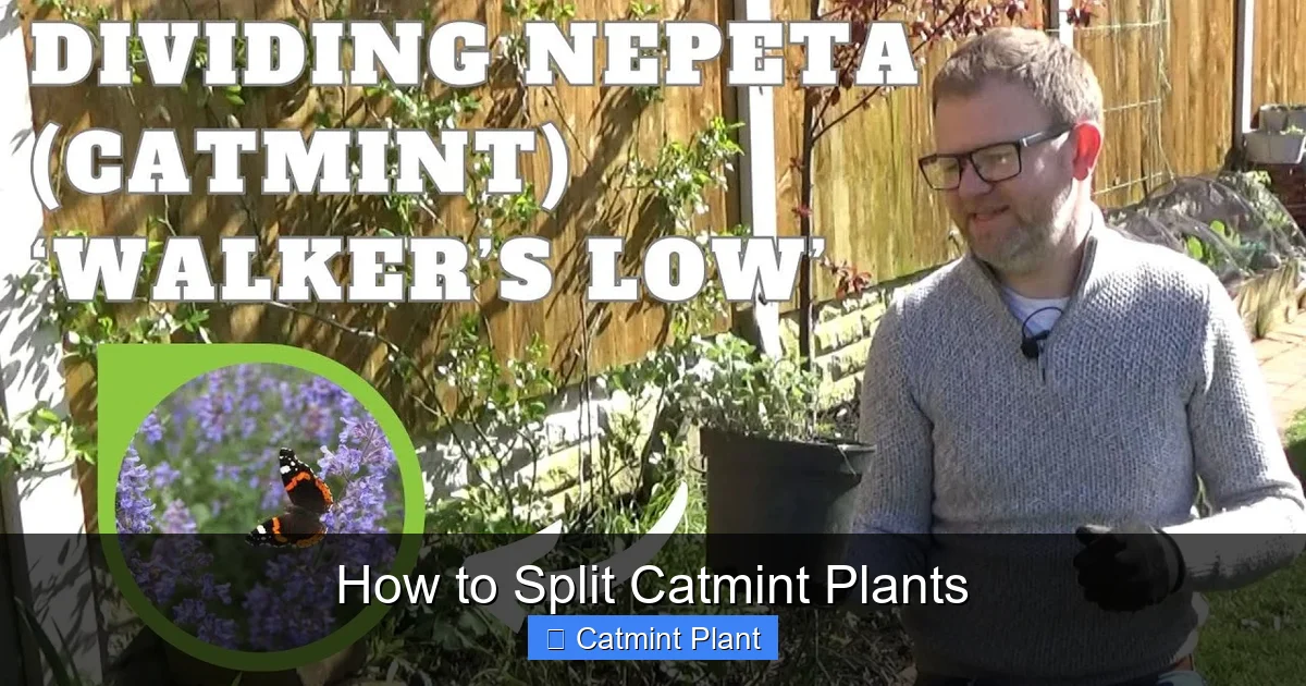 How to Split Catmint Plants