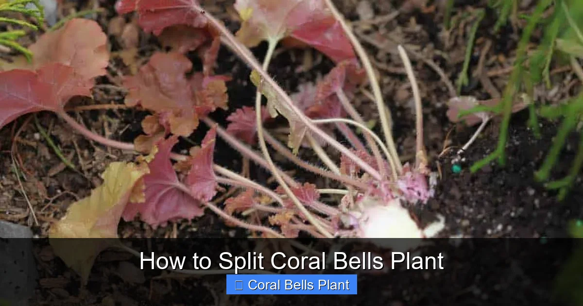 How to Split Coral Bells Plant
