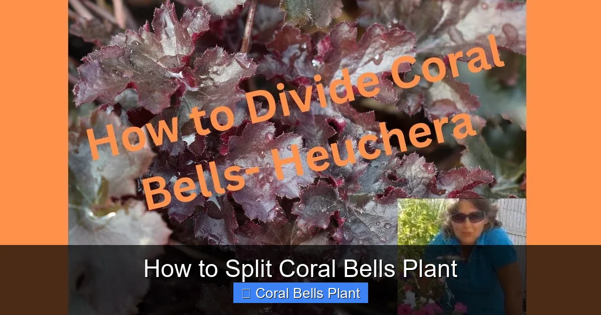 How to Split Coral Bells Plant