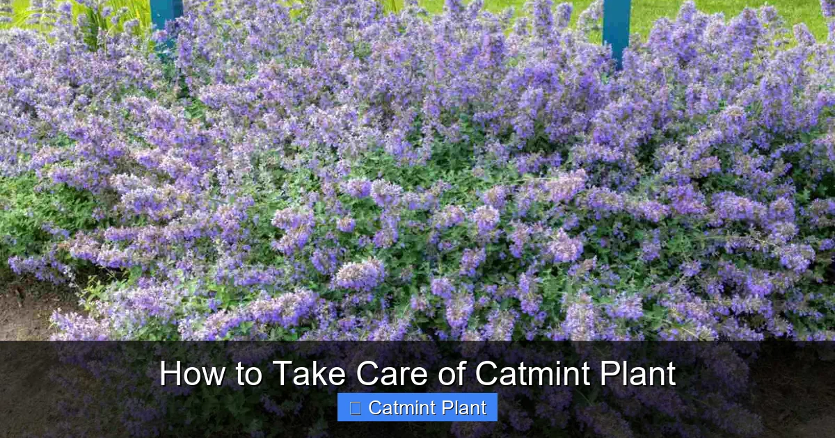 How to Take Care of Catmint Plant
