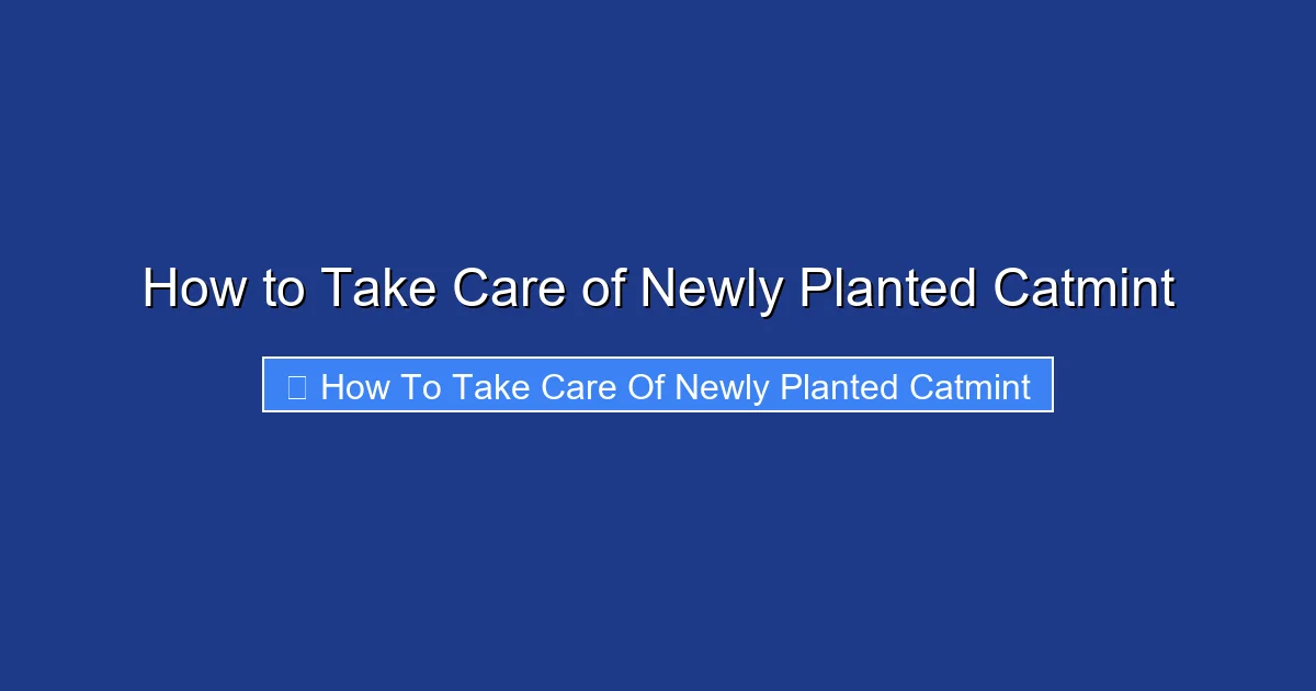 How to Take Care of Newly Planted Catmint