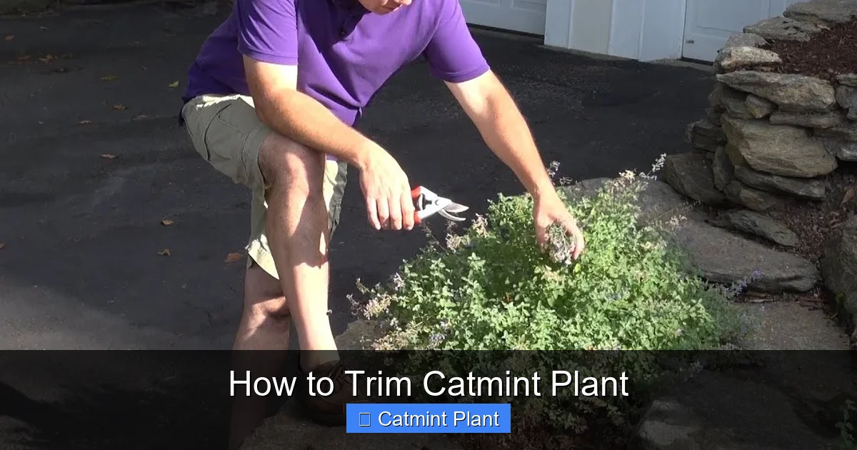 How to Trim Catmint Plant