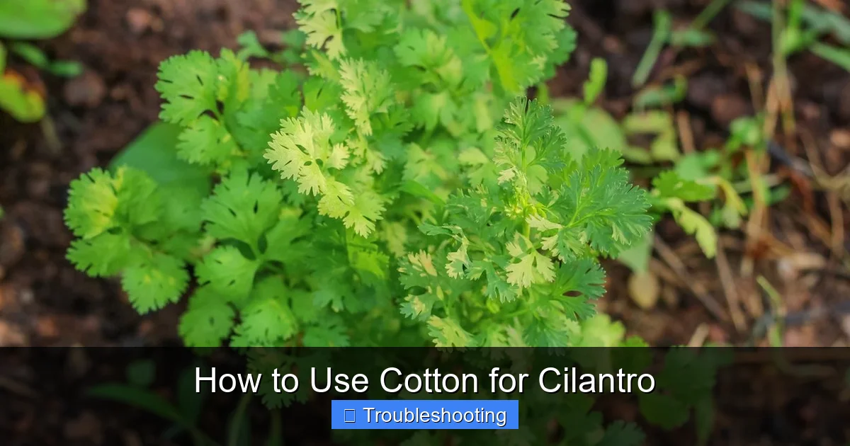 How to Use Cotton for Cilantro