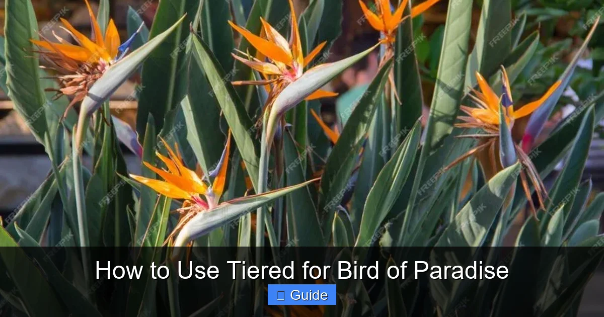 How to Use Tiered for Bird of Paradise