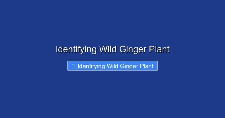 Identifying Wild Ginger Plant