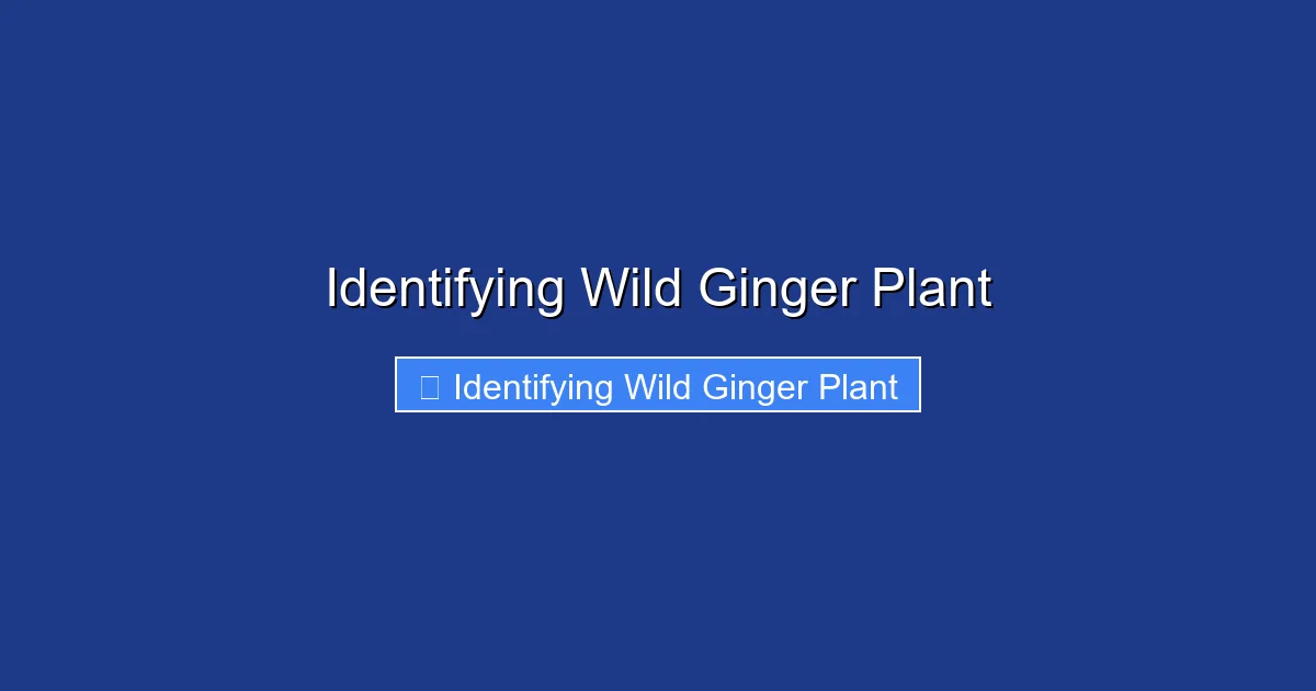 Identifying Wild Ginger Plant