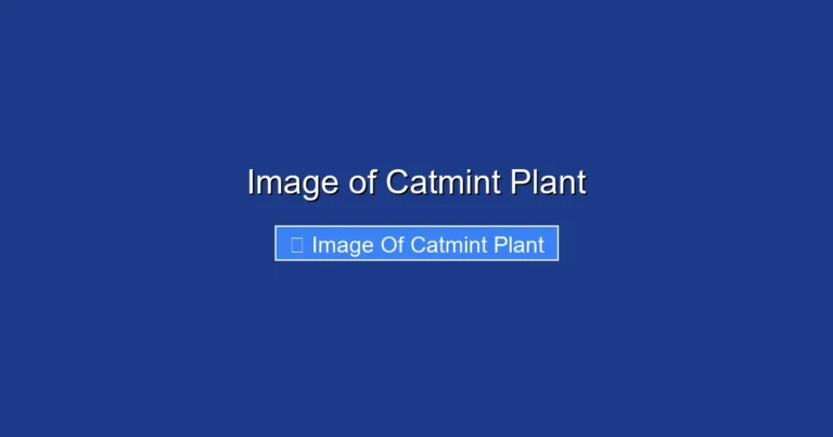 Image of Catmint Plant