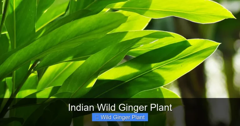Indian Wild Ginger Plant