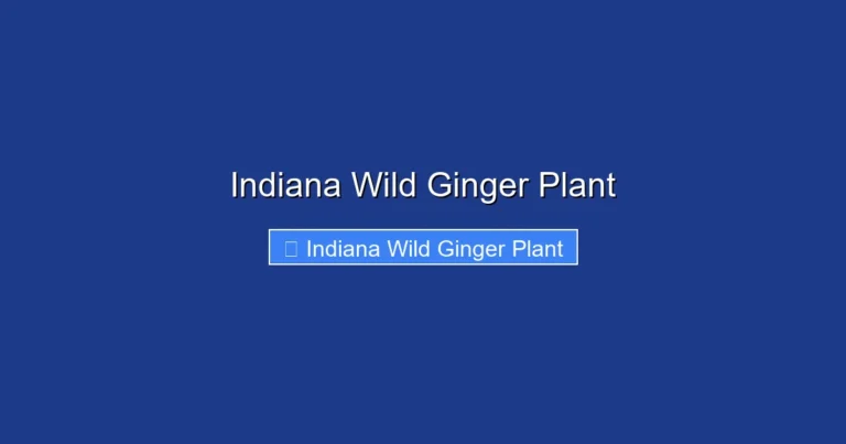 Indiana Wild Ginger Plant