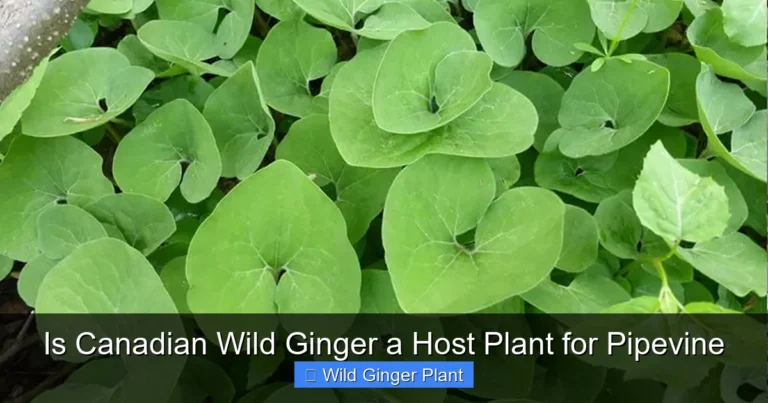 Is Canadian Wild Ginger a Host Plant for Pipevine