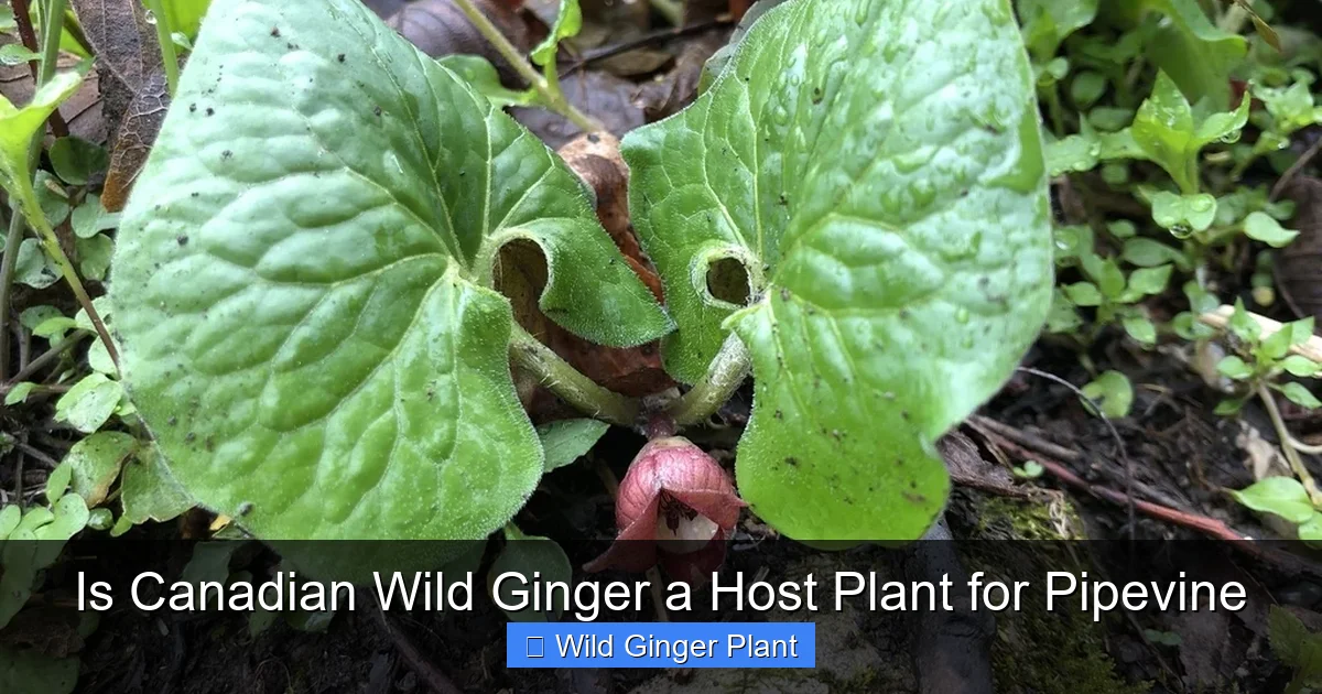 Is Canadian Wild Ginger a Host Plant for Pipevine