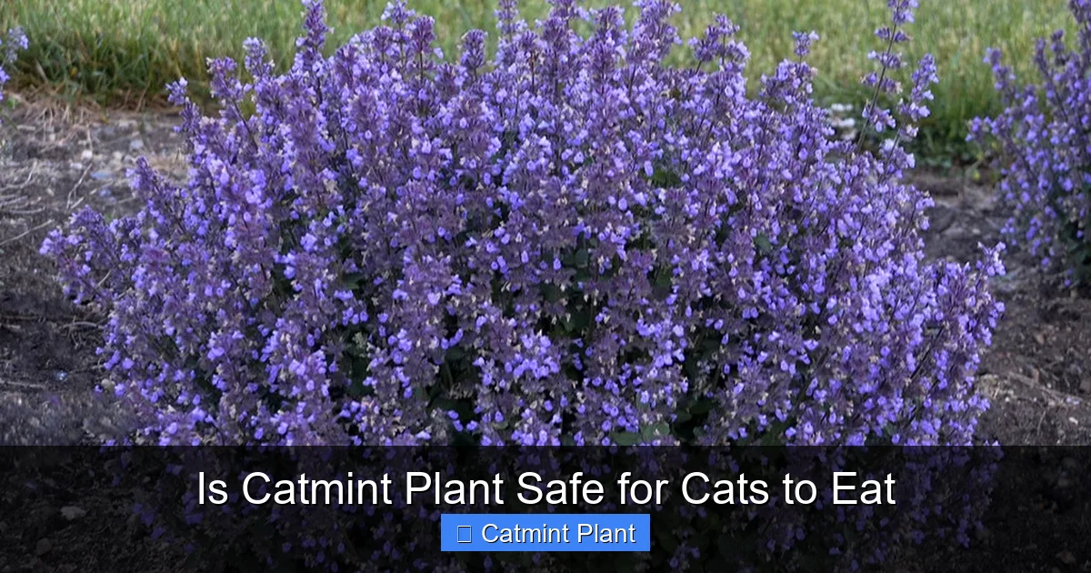 Is Catmint Plant Safe for Cats to Eat