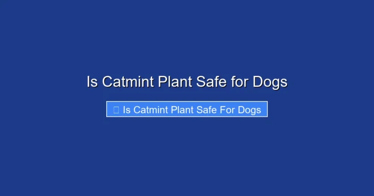 Is Catmint Plant Safe for Dogs